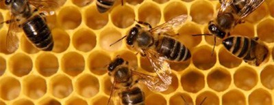 Апипунктура. Апитерапия - лечение пчелами