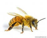 Живые пчелы для апитерапии