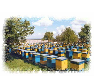 Апитерапия (пчелоужаление), лечение медом и пчелами